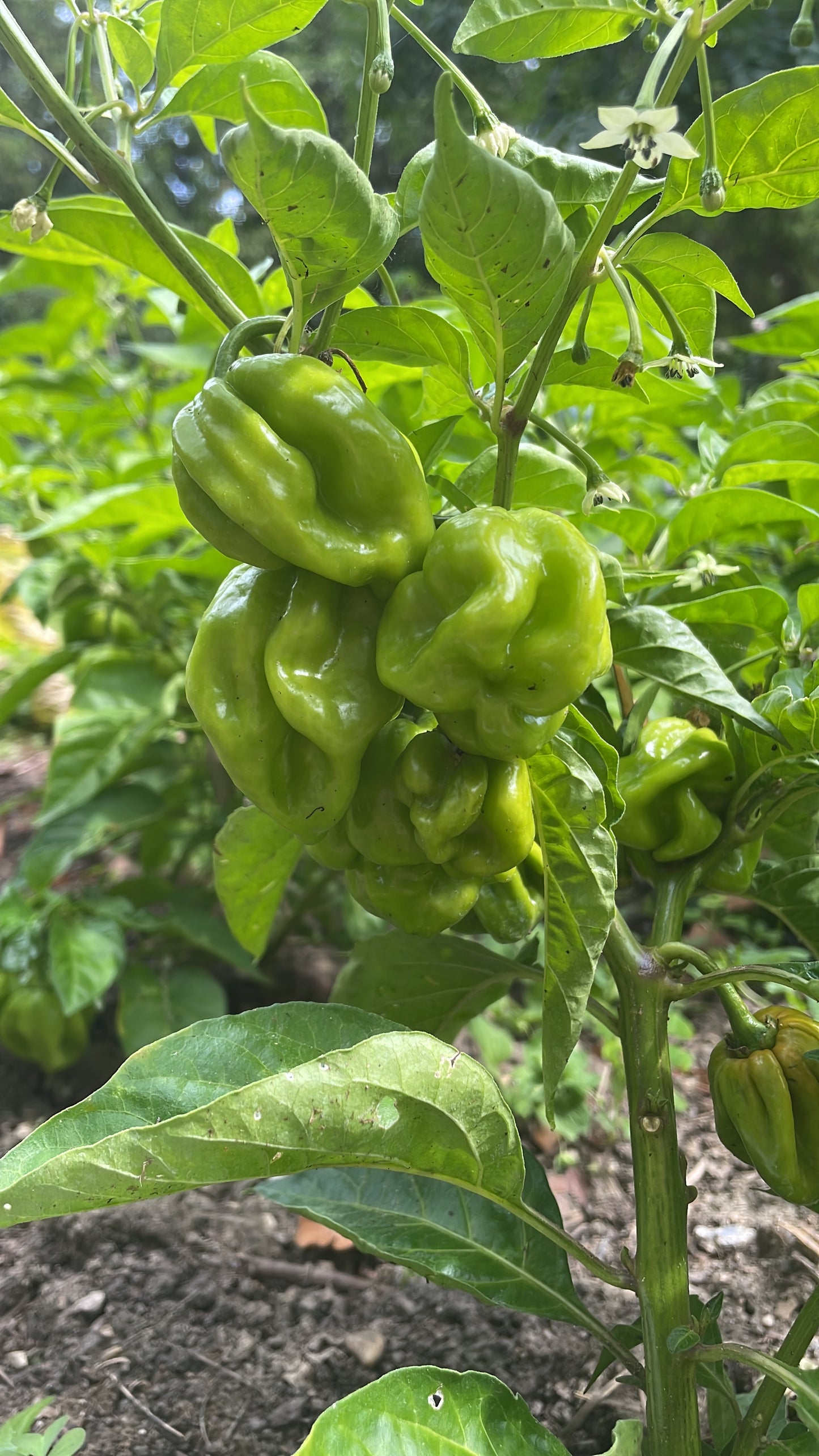 Grüne Habaneros am Strauch