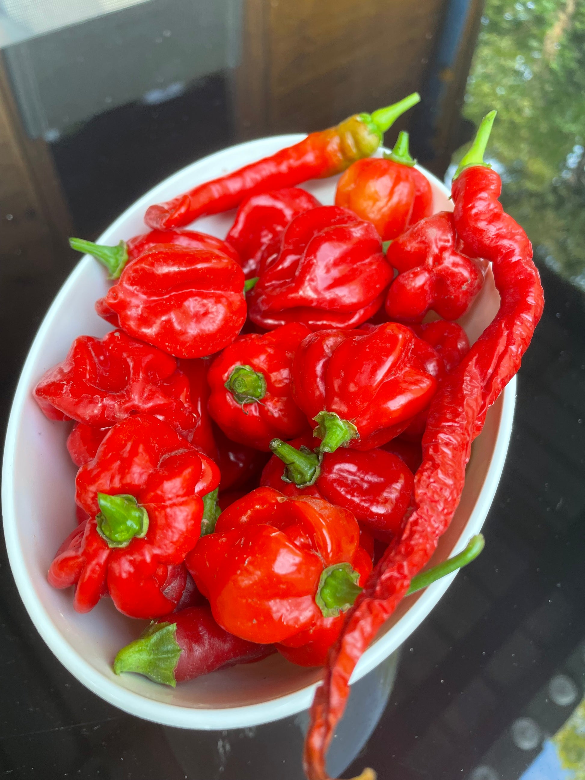 rote vollreife Habaneros